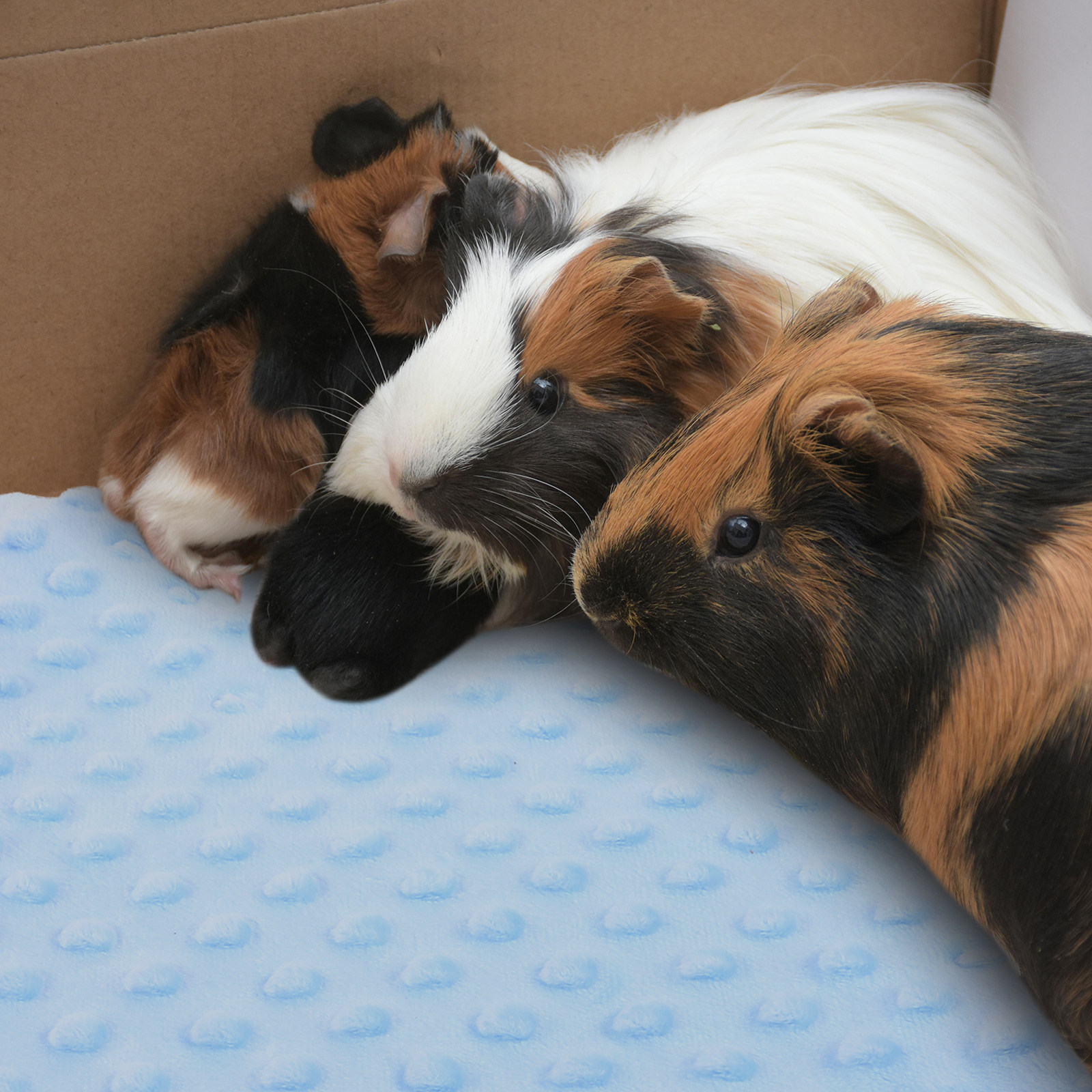 Guinea Pig Blanket Soft Absorb – обзор и цена Hedgehog Bedding Liner